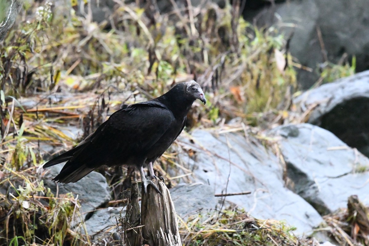 Turkey Vulture - ML643877876