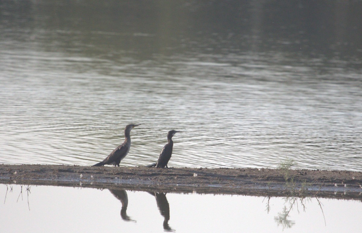 Indian Cormorant - ML643877891