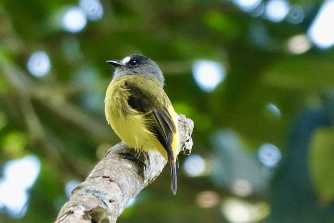 Ornate Flycatcher - ML643877893