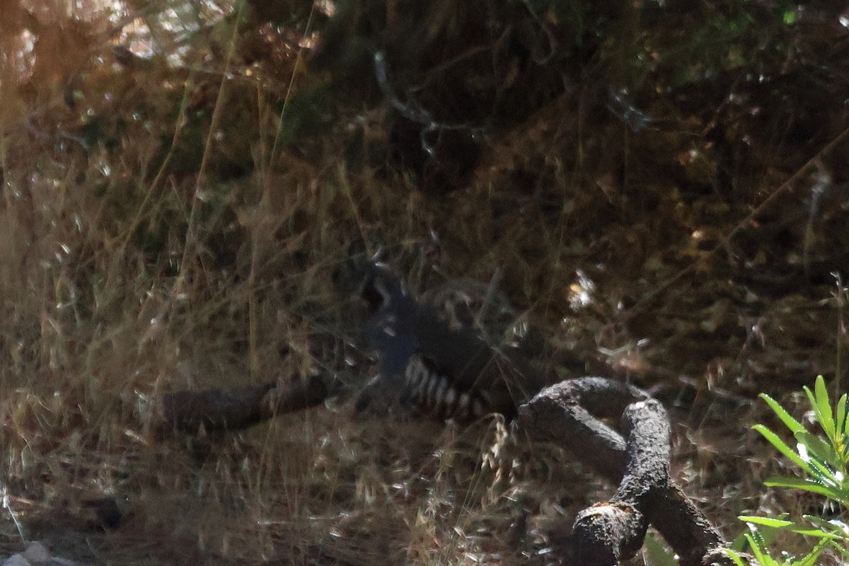 Mountain Quail - ML643877903