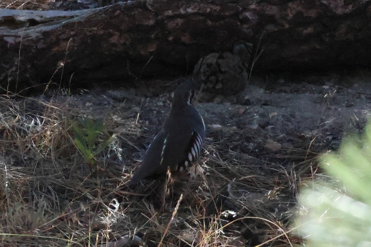 Mountain Quail - ML643877904