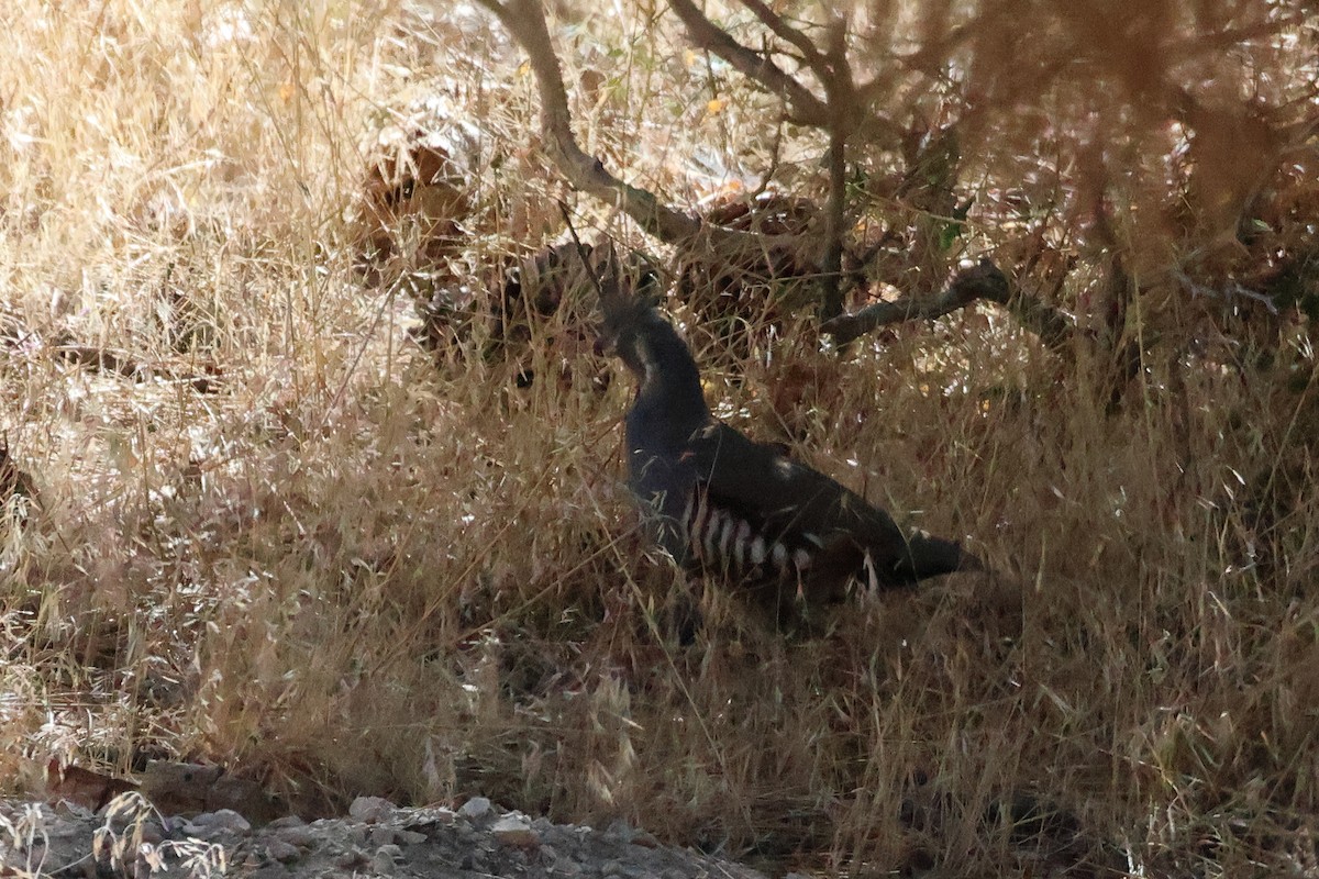 Mountain Quail - ML643877905
