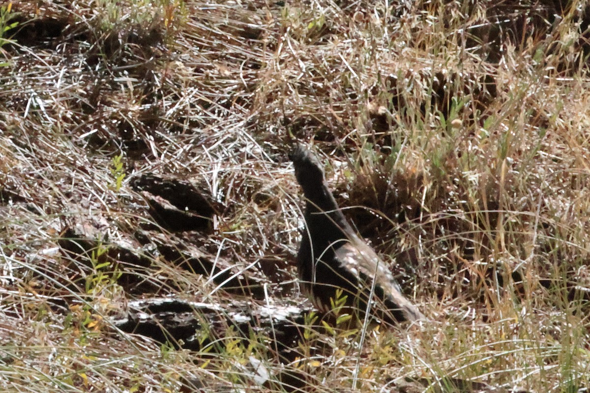 Mountain Quail - ML643877906