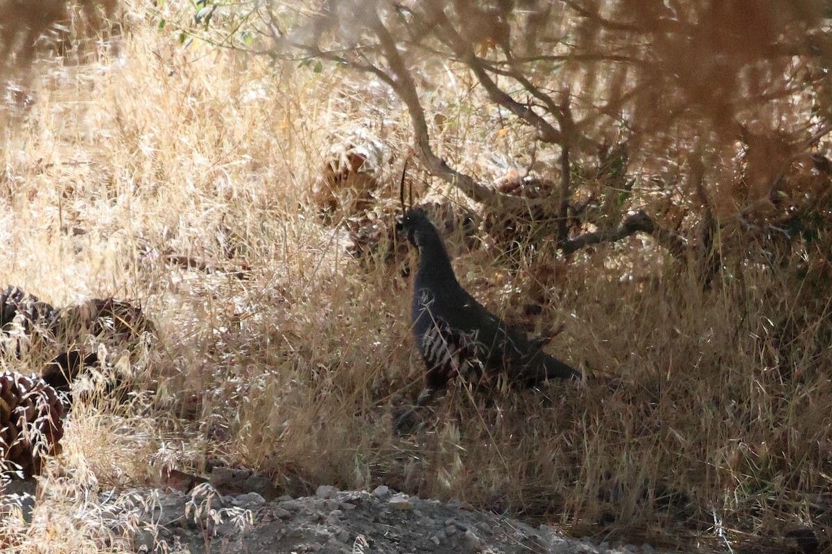 Mountain Quail - ML643877907