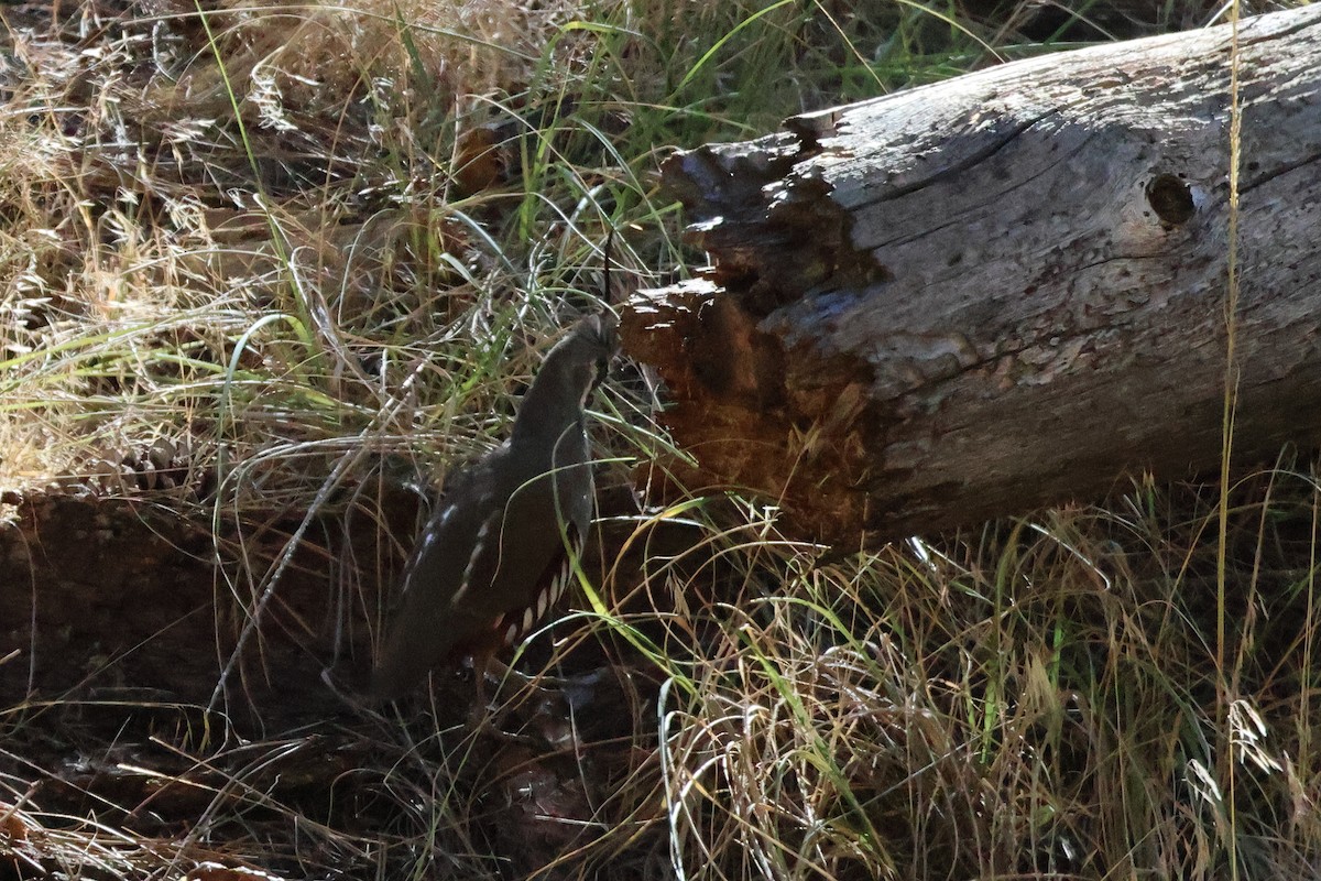 Mountain Quail - ML643877908