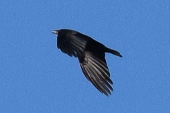amerikakråke - ML643877924
