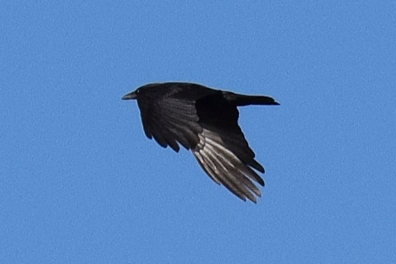 amerikakråke - ML643877926