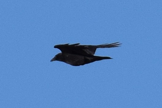 amerikakråke - ML643877928