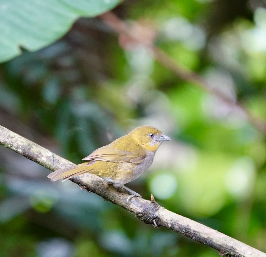 Yellow-throated Chlorospingus - ML643877950