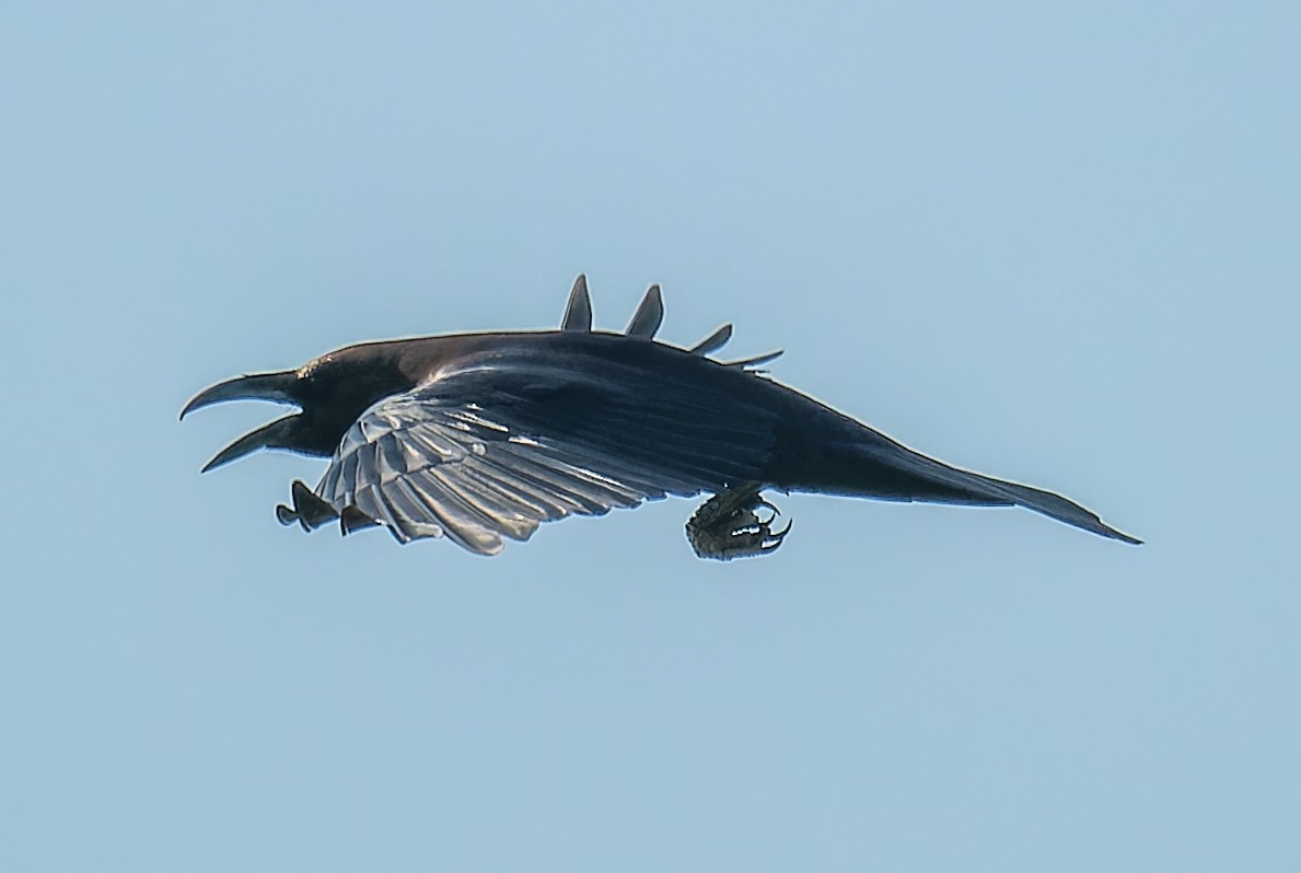 Corbeau brun - ML643877960