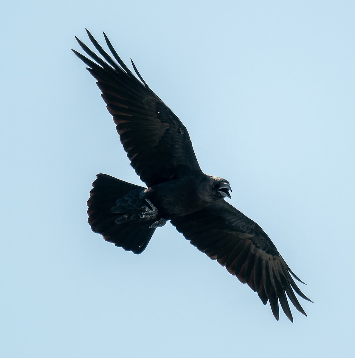Corbeau brun - ML643877961