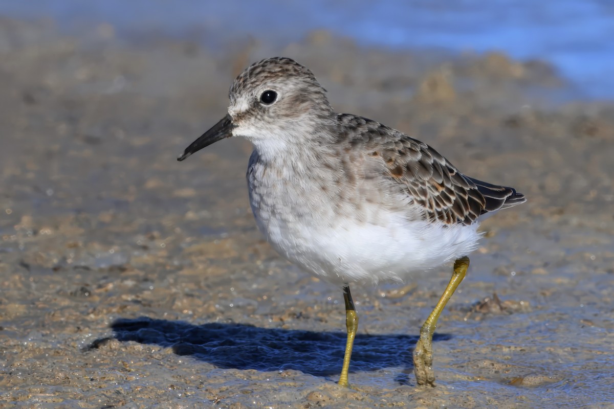 Wiesenstrandläufer - ML643877969