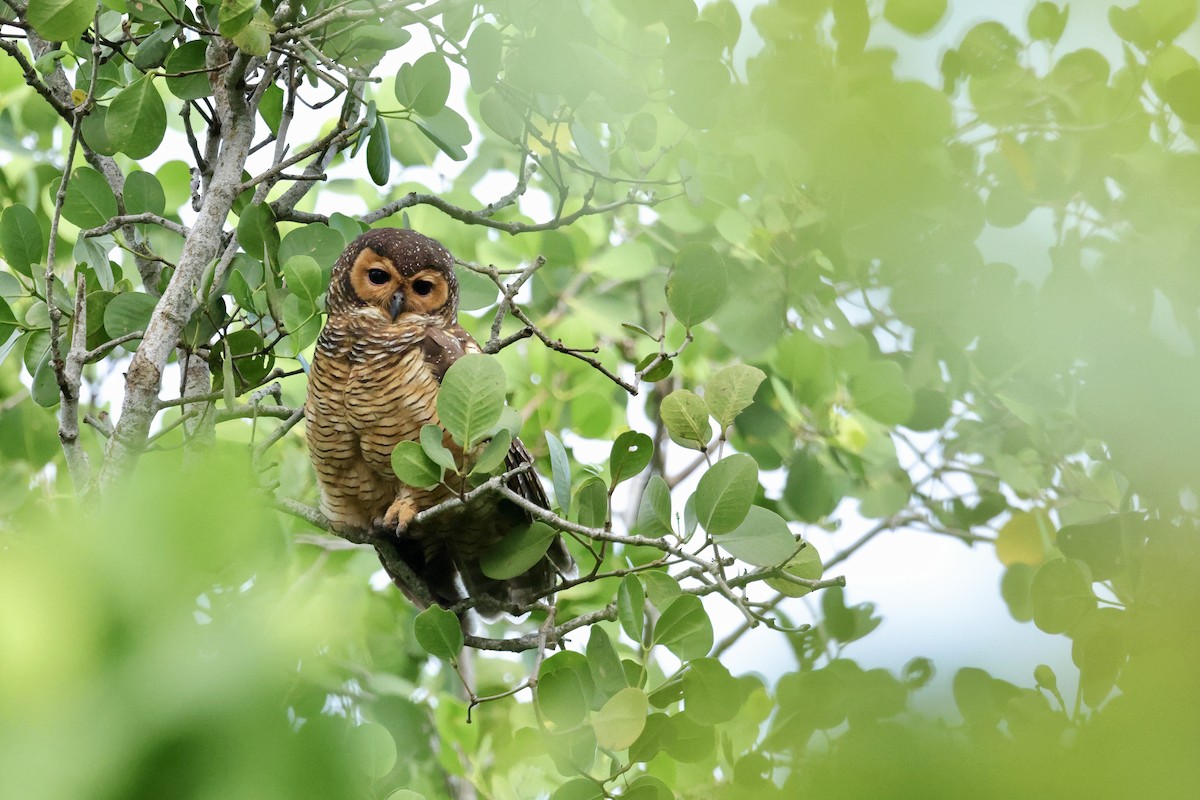 Spotted Wood-Owl - ML643877975