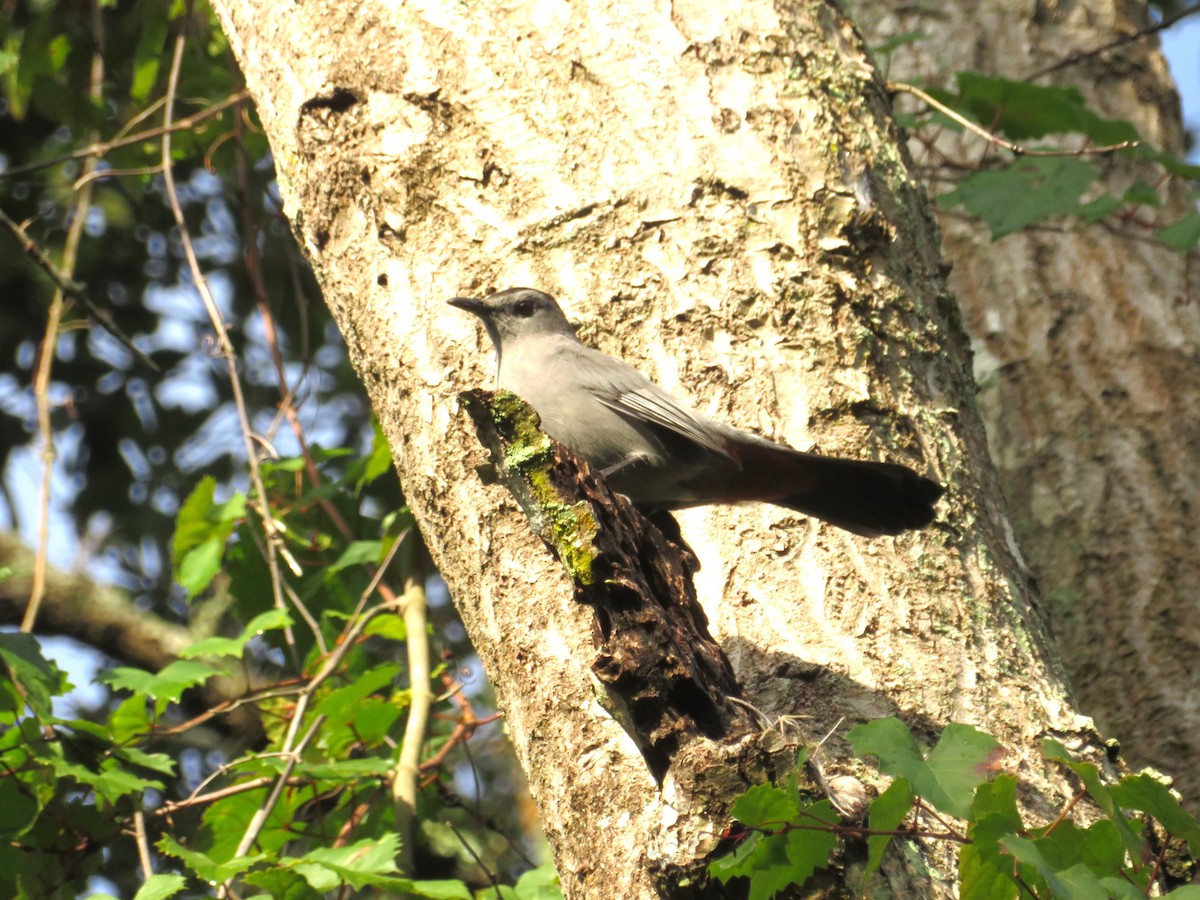 eBird Checklist - 20 Oct 2025 - 16290 Sacramento Avenue, Brooksville ...
