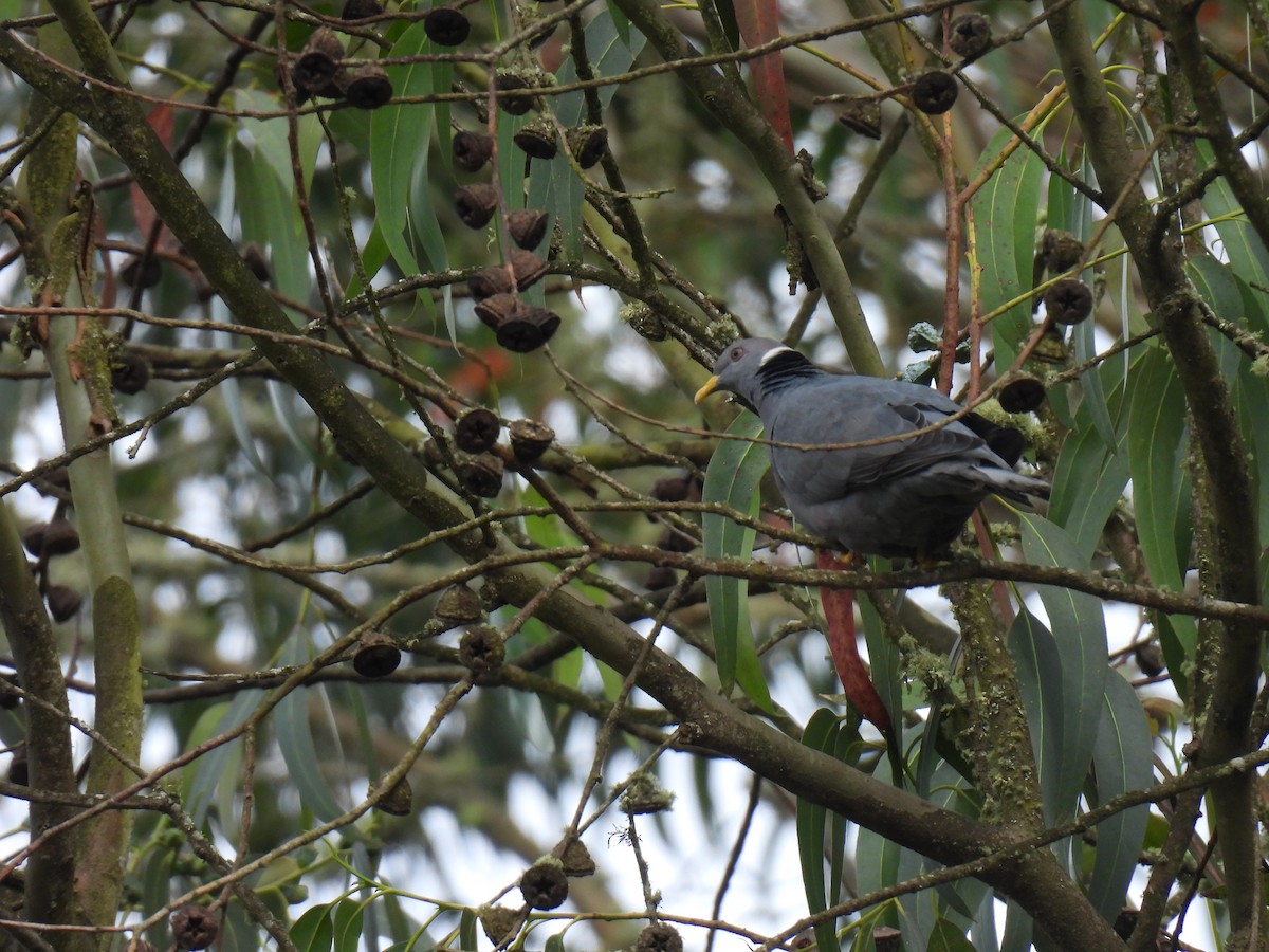 Band-tailed Pigeon - ML643877995