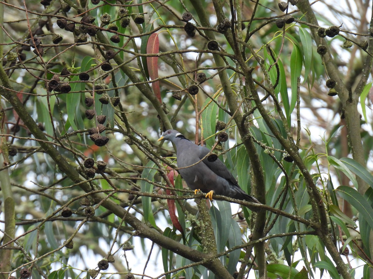 Band-tailed Pigeon - ML643877996