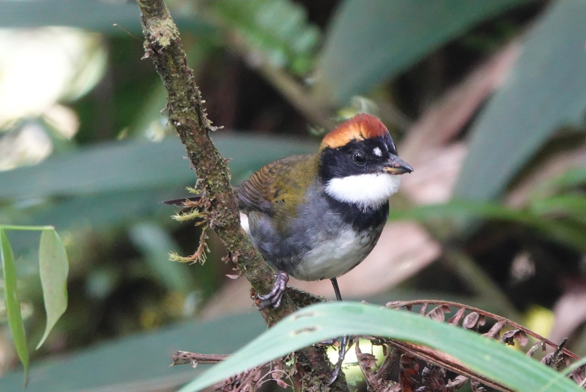Chestnut-capped Brushfinch - ML643878005