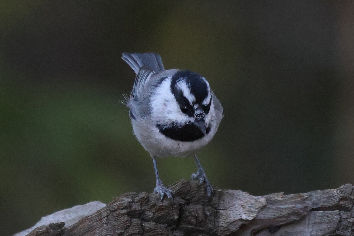 Mountain Chickadee - ML643878015