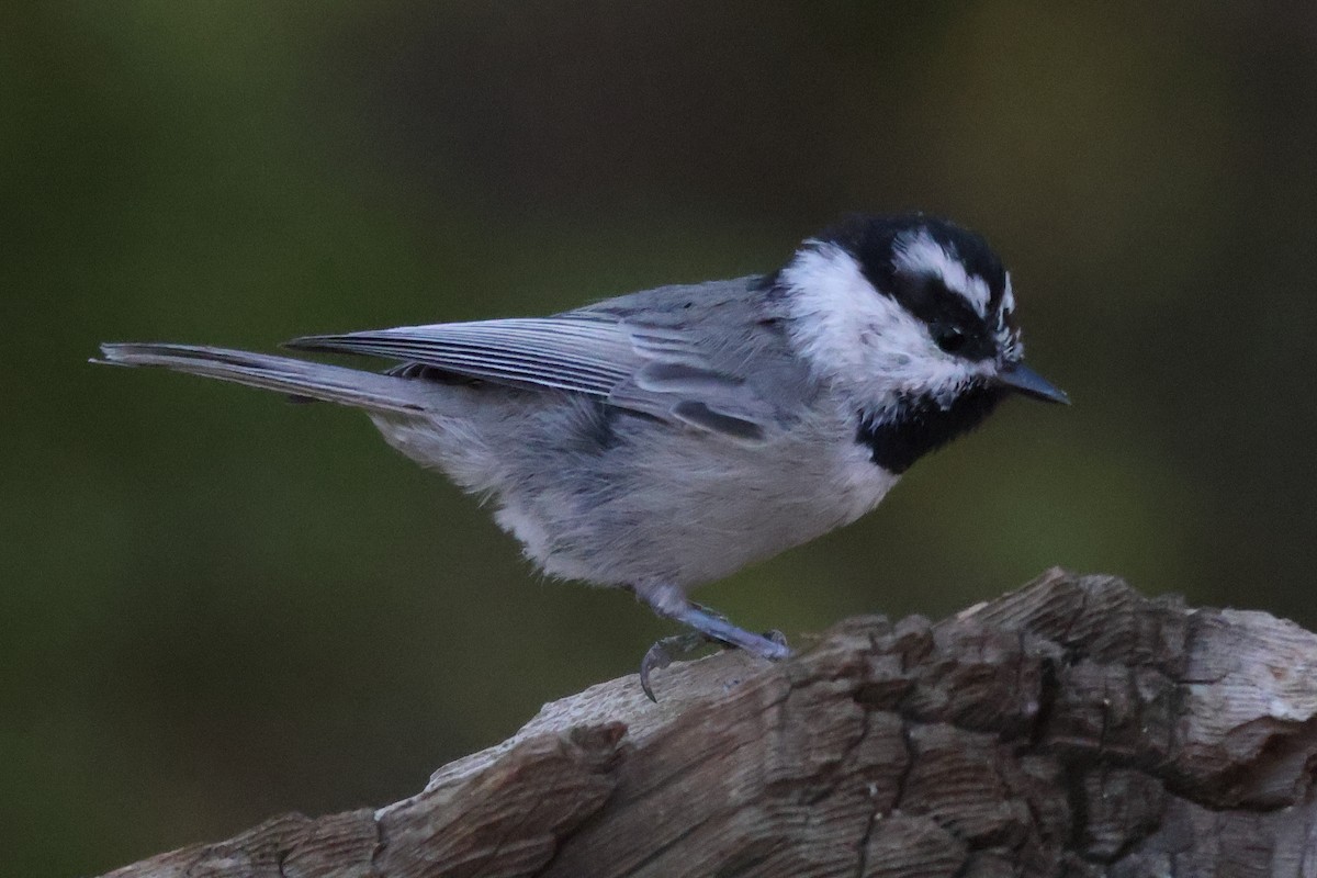 Mountain Chickadee - ML643878016