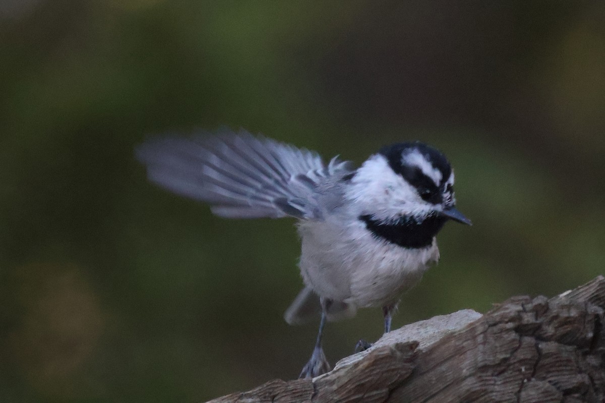 Mountain Chickadee - ML643878017