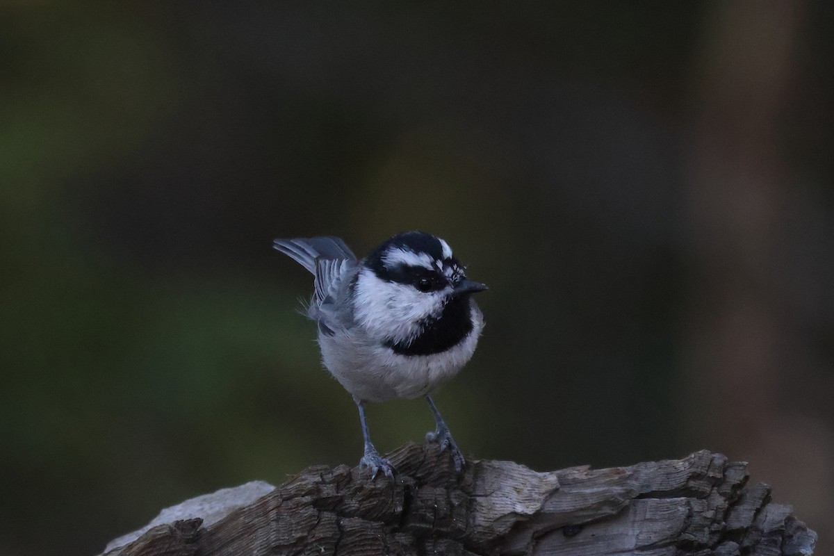 Mountain Chickadee - ML643878018