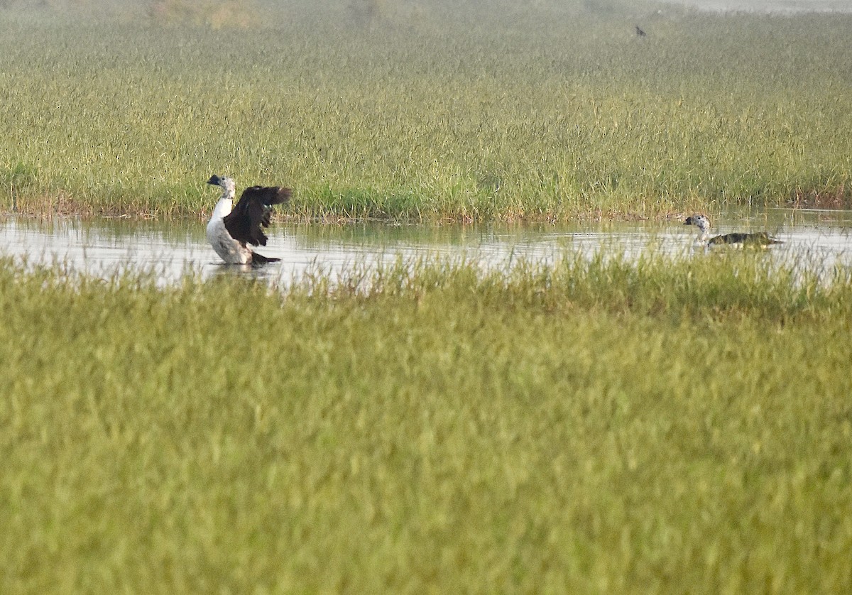 Knob-billed Duck - ML643878041