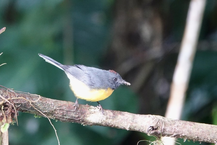Slate-throated Redstart - ML643878070