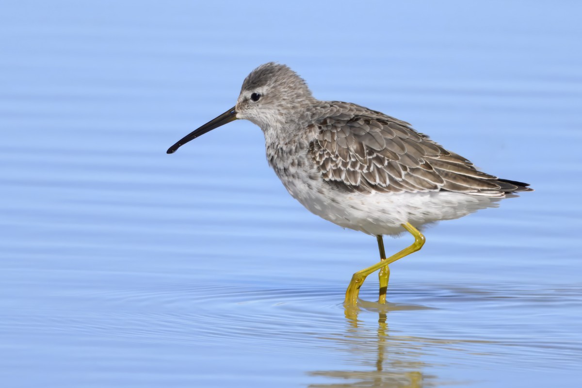 Bindenstrandläufer - ML643878071