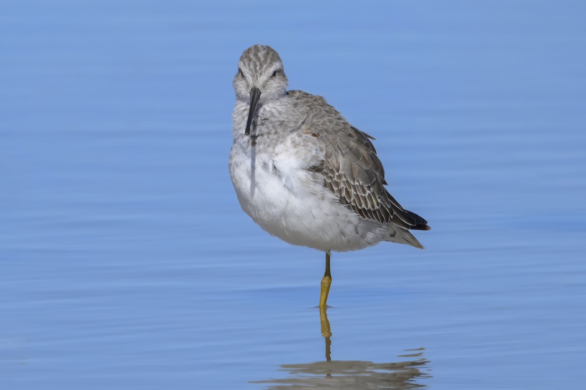 Bindenstrandläufer - ML643878072