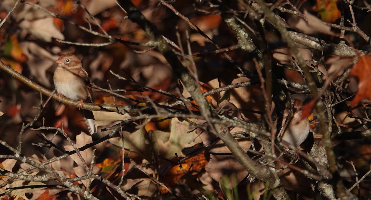 Field Sparrow - ML643878079