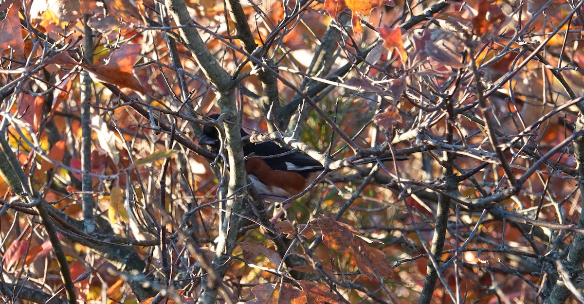 pipilo rudooký - ML643878081