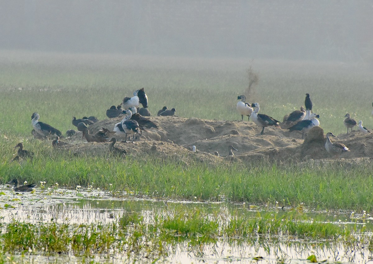 Knob-billed Duck - ML643878093