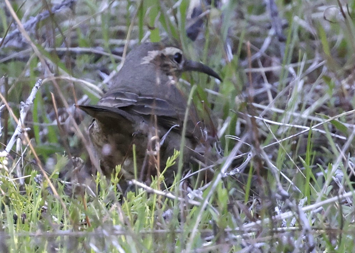Patagonian Forest Earthcreeper - ML643878095