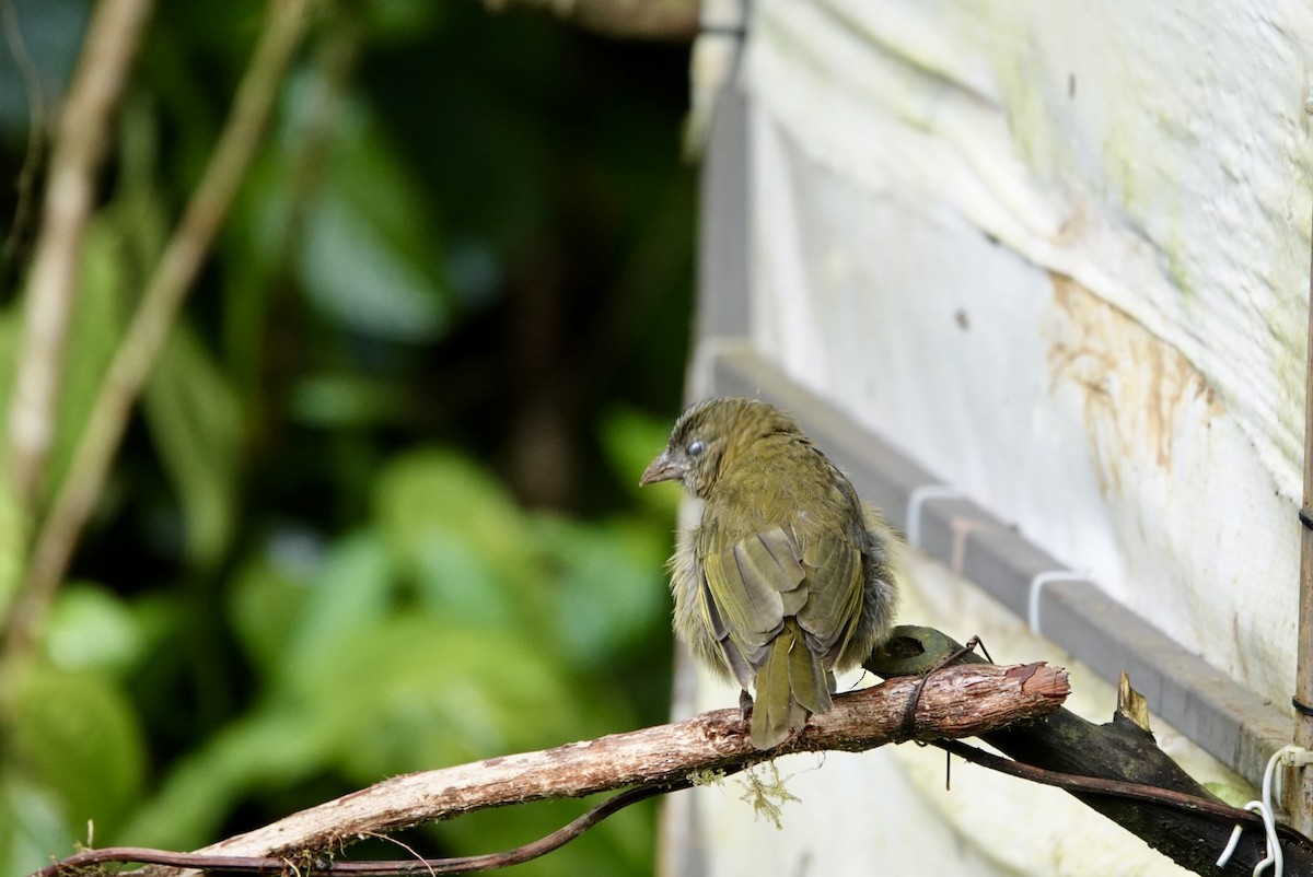 Ochre-breasted Tanager - ML643878100