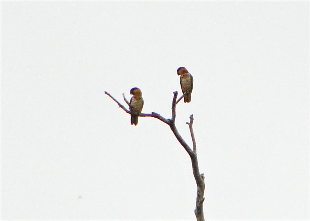 Black-headed Parrot - ML64387811