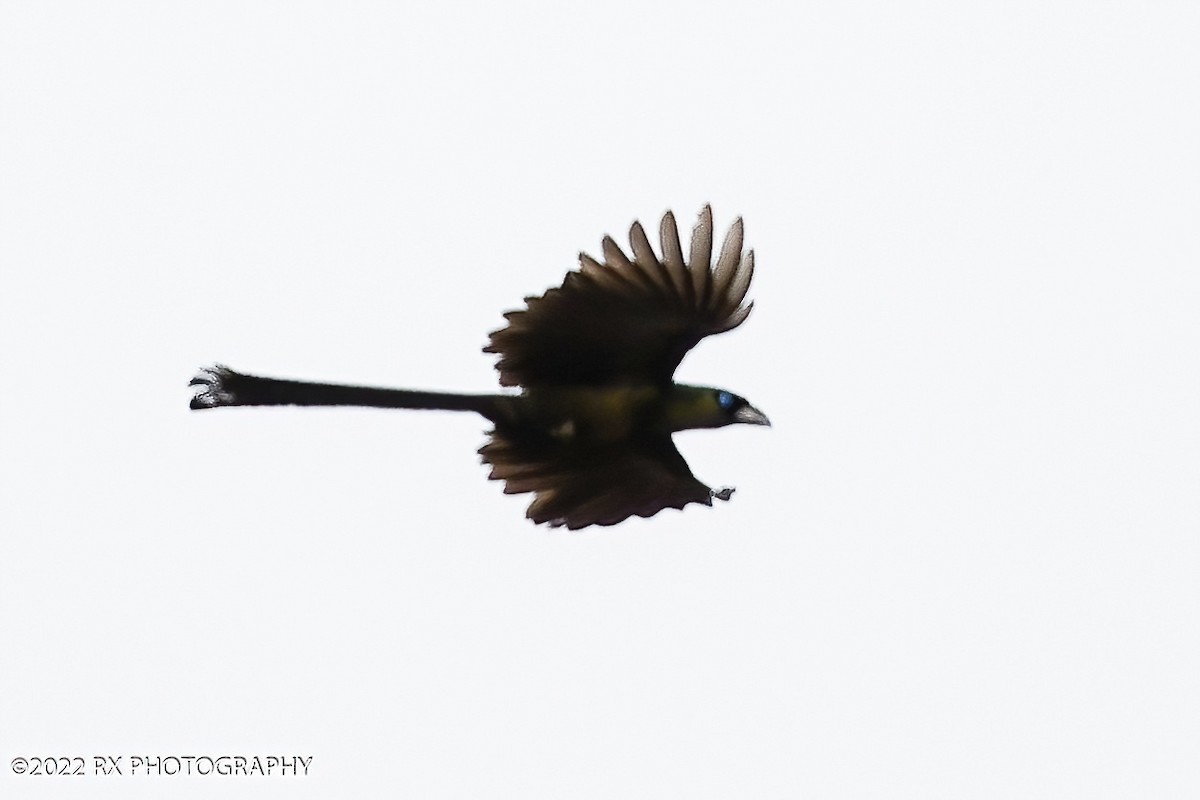Racket-tailed Treepie - ML643878119