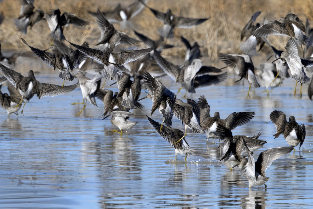 Tundraschlammläufer - ML643878124