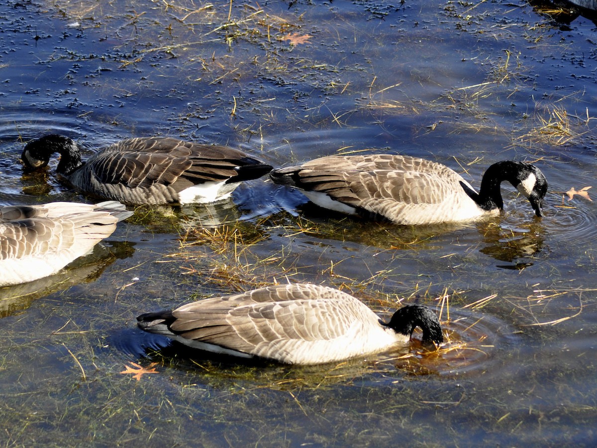 Canada Goose - ML643878128