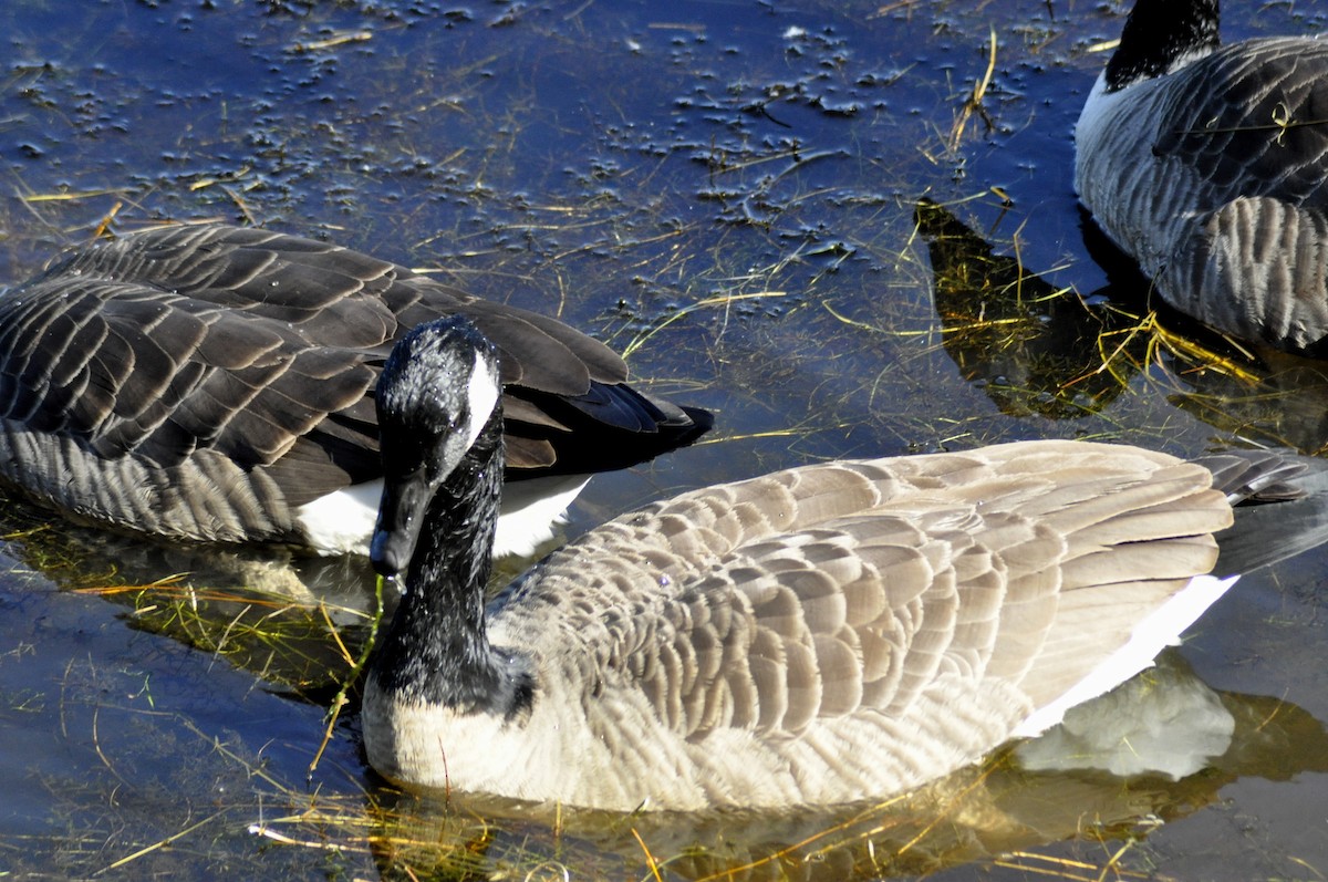 Canada Goose - ML643878129