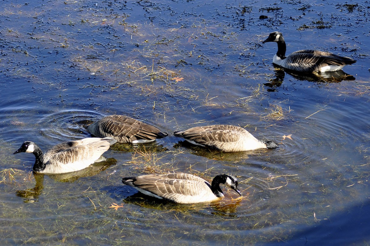 Canada Goose - ML643878130