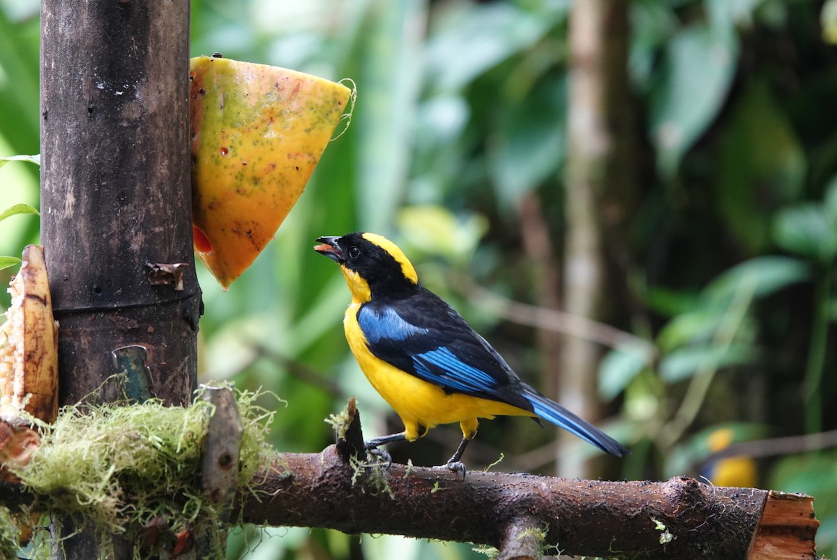 Blue-winged Mountain Tanager - ML643878132