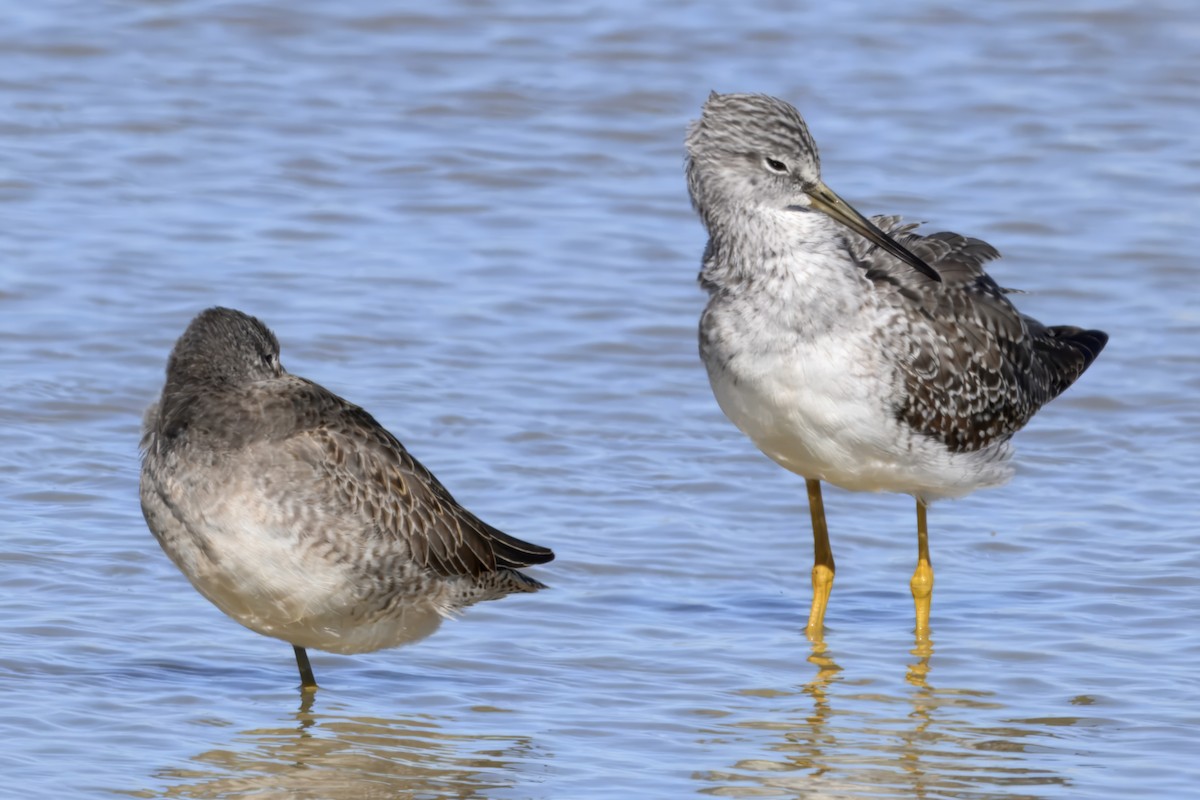 Tüpfelgelbschenkel - ML643878133