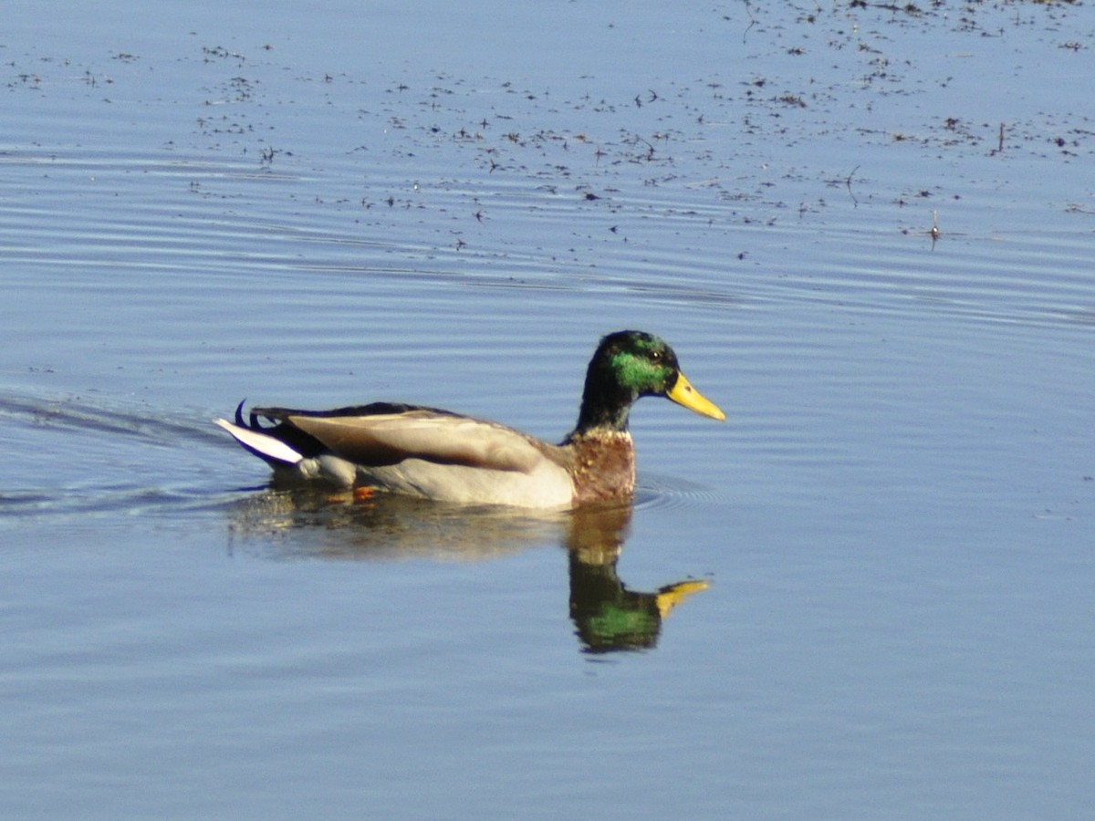 Mallard - ML643878142