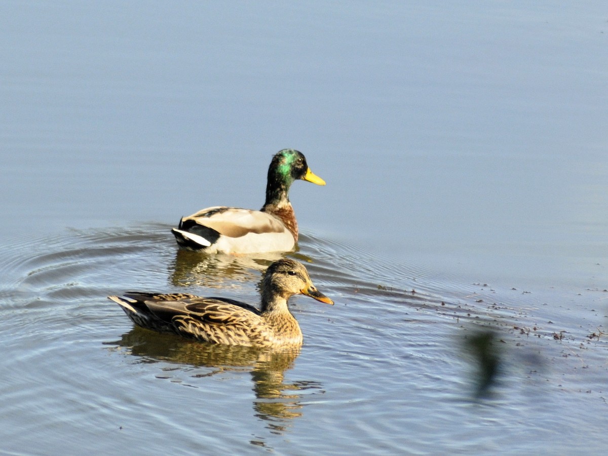 Mallard - ML643878143