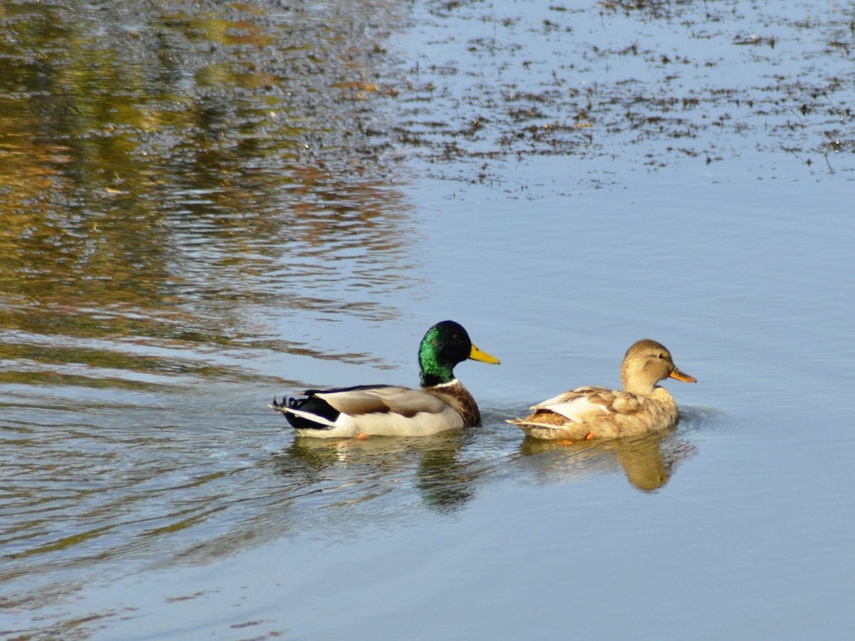 Mallard - ML643878144