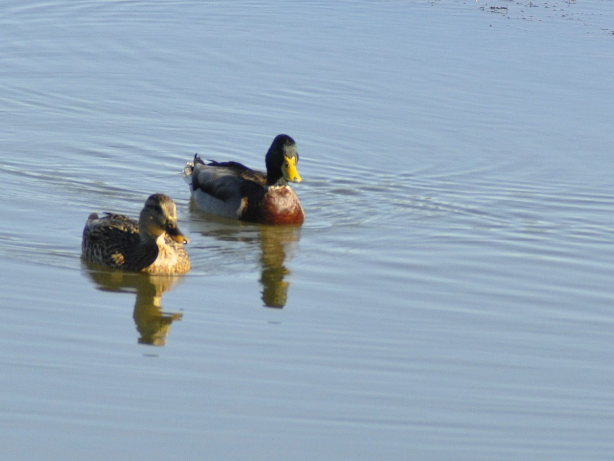 Mallard - ML643878145