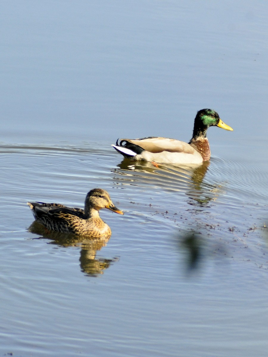 Mallard - ML643878146