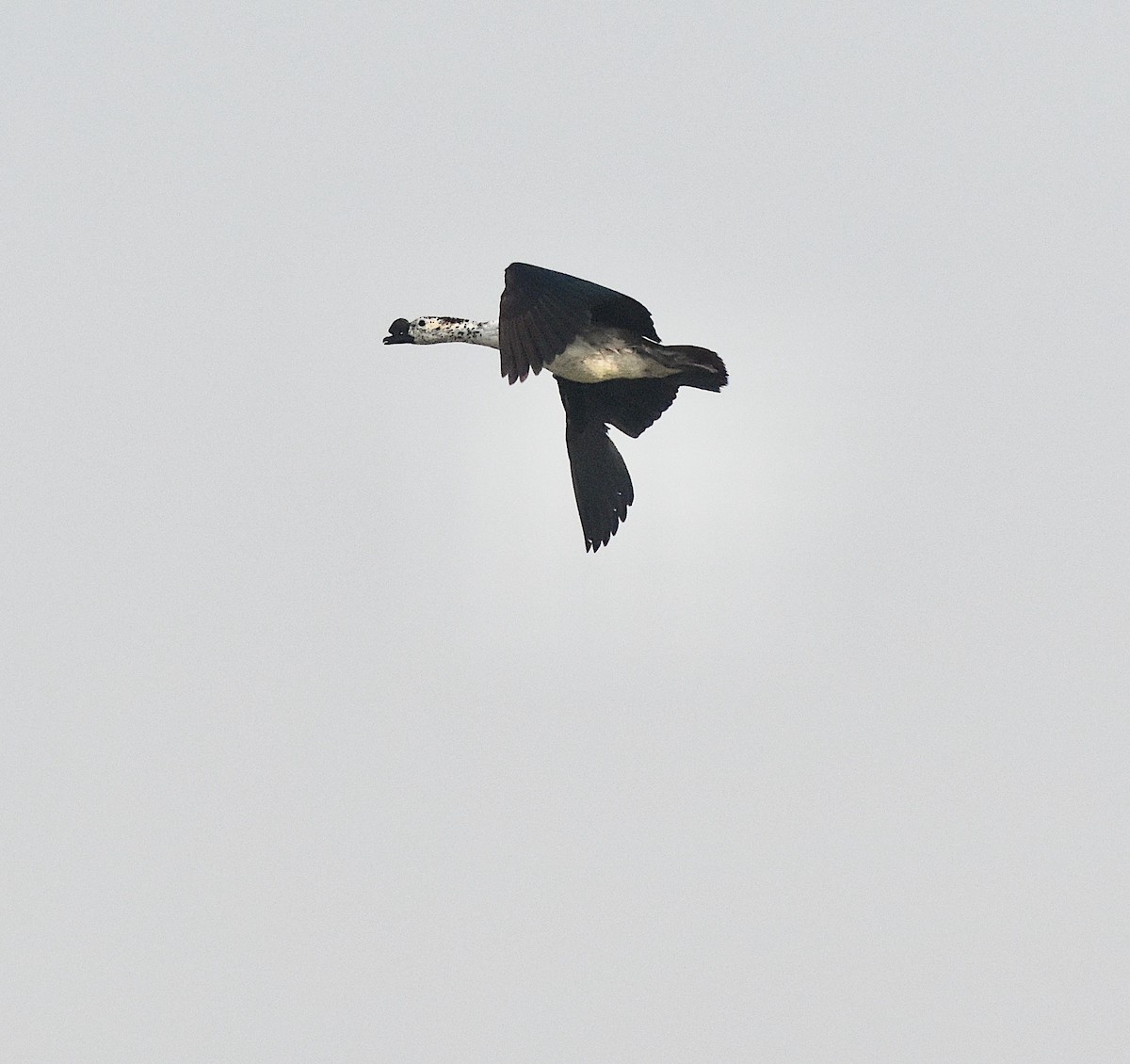Knob-billed Duck - ML643878147