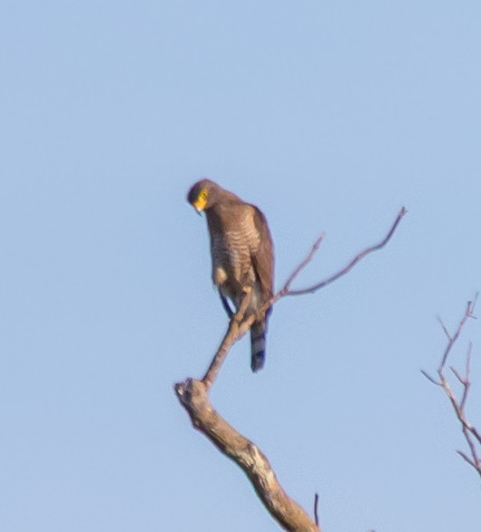 káně krahujová - ML643878149