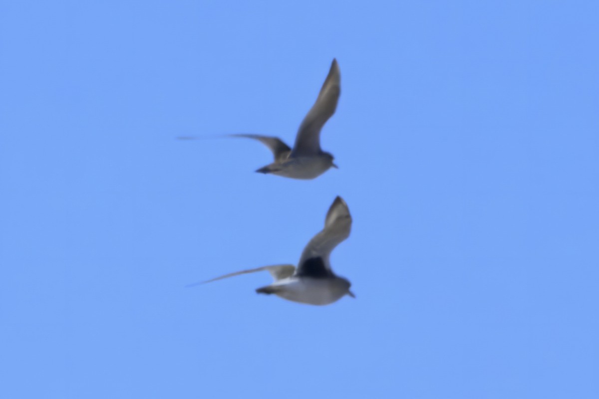 Kiebitzregenpfeifer - ML643878155